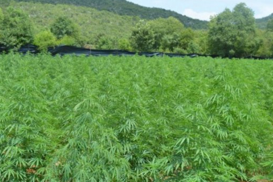 AKCIJA DVOGLED OTKRILA: Na Cetinju najveći zasad marihuane u CG, preko 3.000 stabljika! (FOTO)