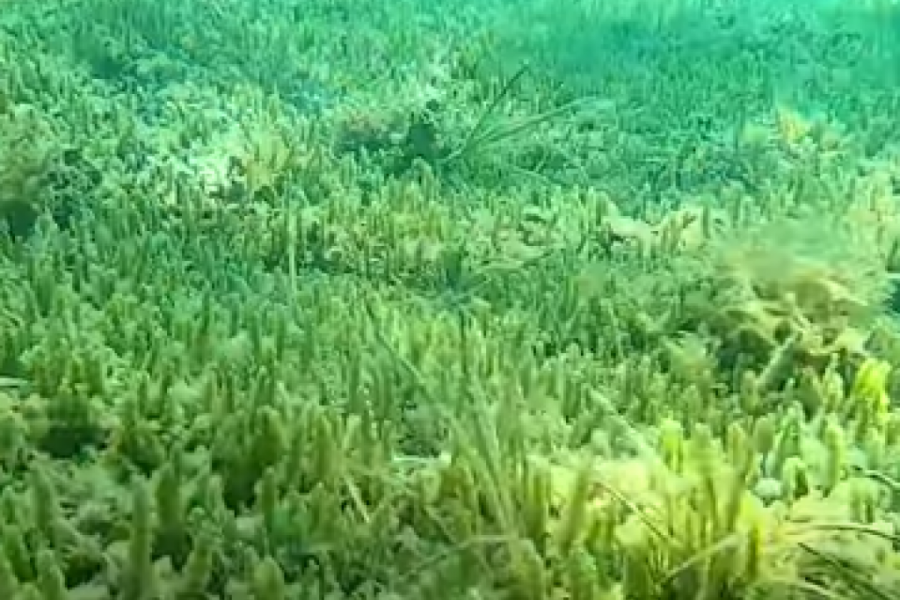 DOKAZ KLIMATSKIH PROMENA Toksična alga uništava Jadransko more! (VIDEO)