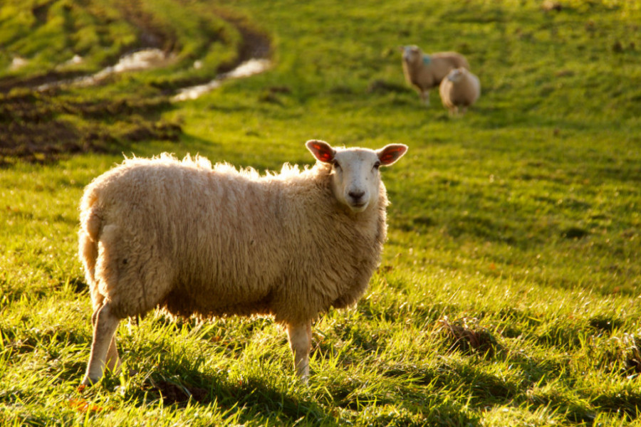 KRVAVI PIR KOD BANJALUKE: Zbog zemlje i ovaca sekirom ubio rođaka