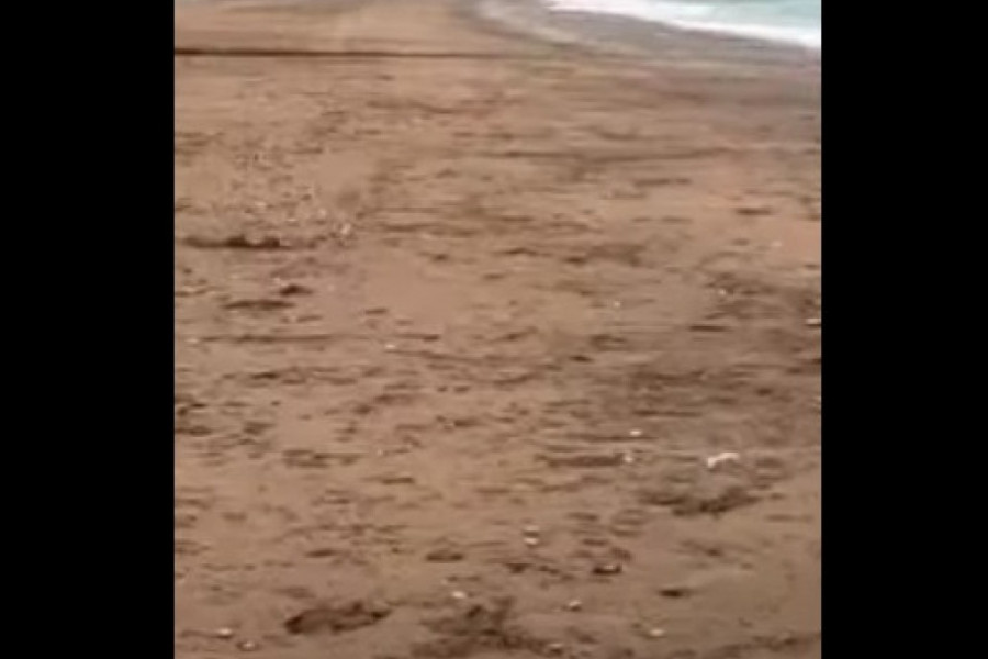 Najtužniji prizor: Telo isplivalo, tuga na CG obali (VIDEO)