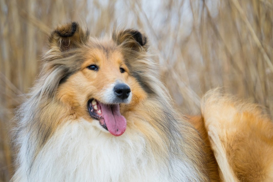 MONSTRUOZNO: Otrovani lovački psi vredni više od 20.000 evra