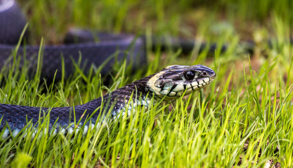 INCIDENT U EMISIJI: Voditeljku zmija ujela za grudi tokom snimanja (VIDEO)