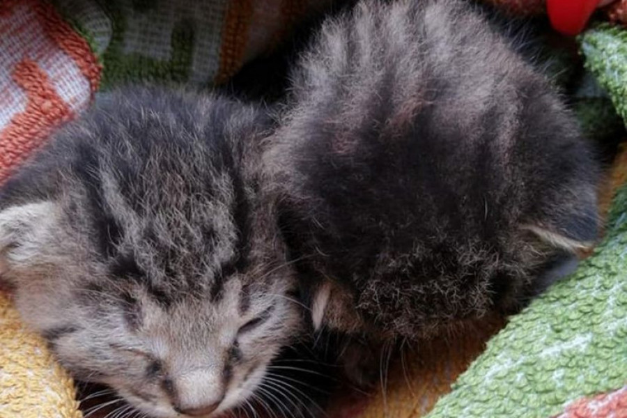 POZIV ZA SPAS: Mačići bili zaglavljeni u krovu, Gorska služba ih spasila (FOTO)