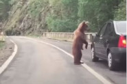 "KRENI MILANE, MOŽE BIT OPASNO!" Medved zaustavio saobraćaj, pogledajte reakcije vozača (VIDEO)