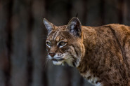 POSLE PANTERA - ON: Kamere lovaca snimile opasnu životinju