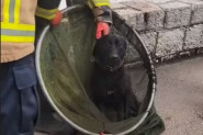 HEROJI IZ SARAJEVA: Izvukli su ga preplašenog iz hladne Miljacke (VIDEO)