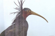ĆELAVI IBIS: Nakon više stotina godina u naše krajeve sletela izuzetno retka ptica(VIDEO)